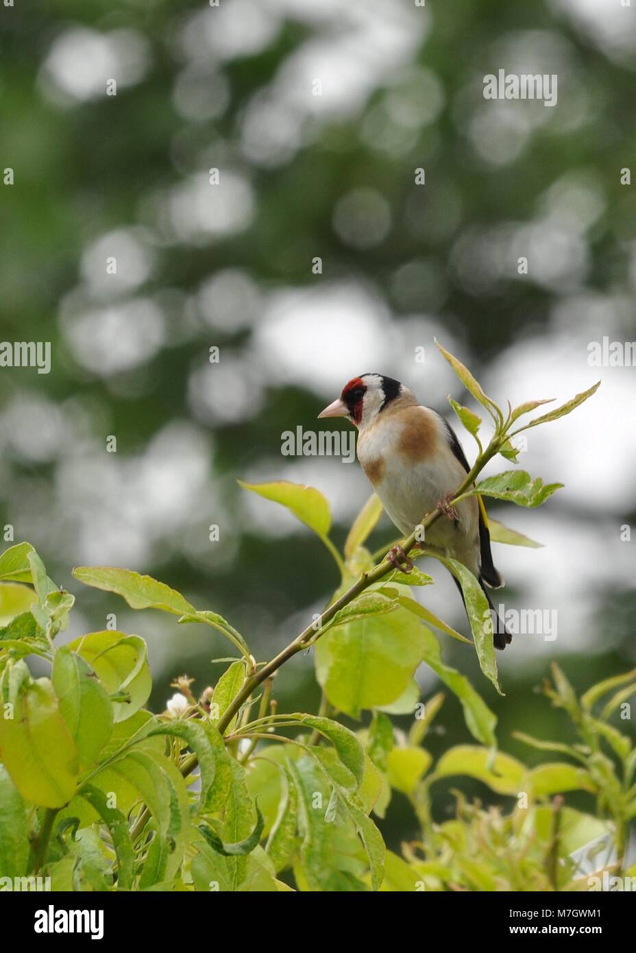 Europäischer Goldfink (Carduelis carduelis), der in einem Baum thront und seitlich zu sehen ist. Stockfoto