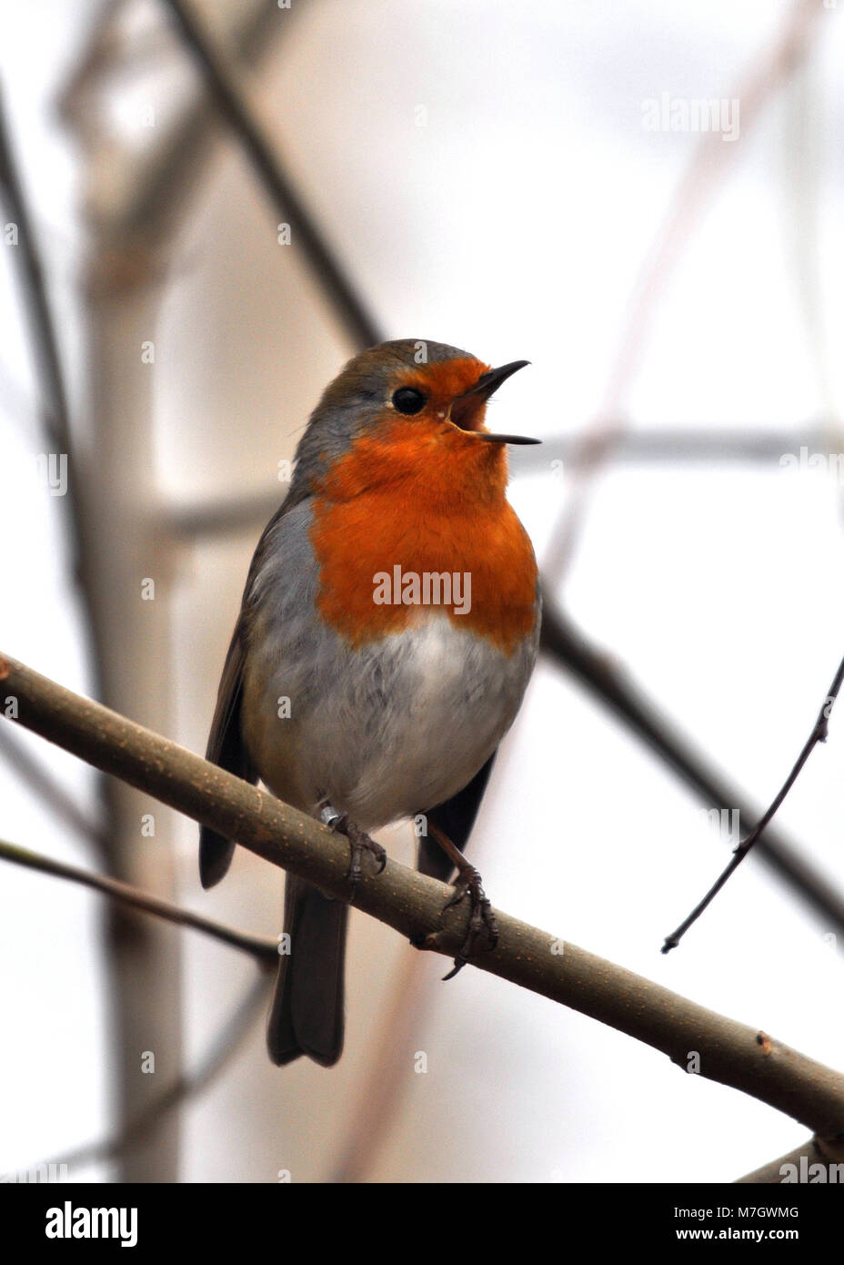 Der Europäische Robin (Erithacus rubecula) steht auf der Seite, singt und ruft, während er auf einem Ast sitzt. Stockfoto