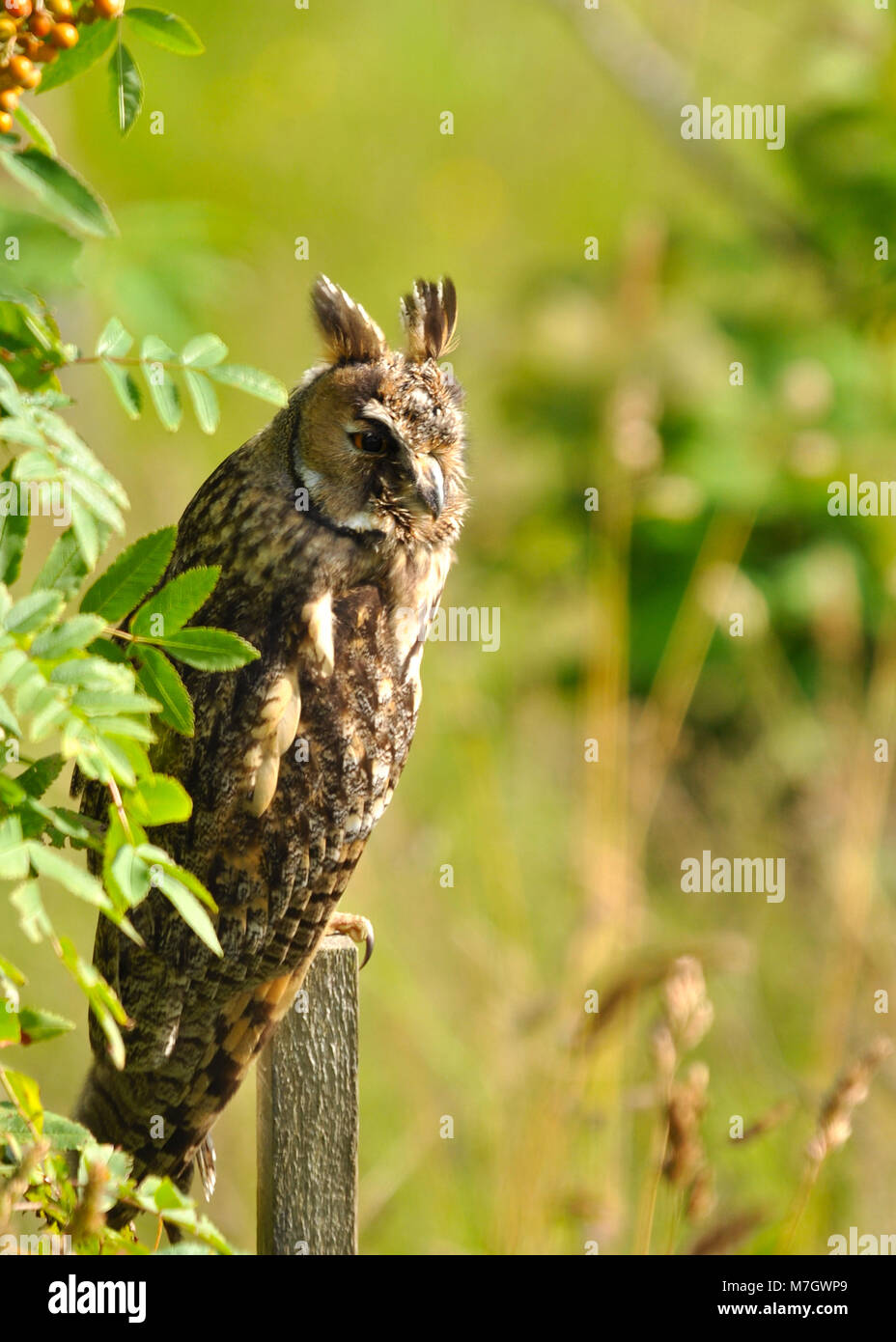 Langohreule (ASIO otus) auf einem Pfosten und Jagd nach Beute, detaillierte Nahaufnahme und Seitenansicht. Stockfoto