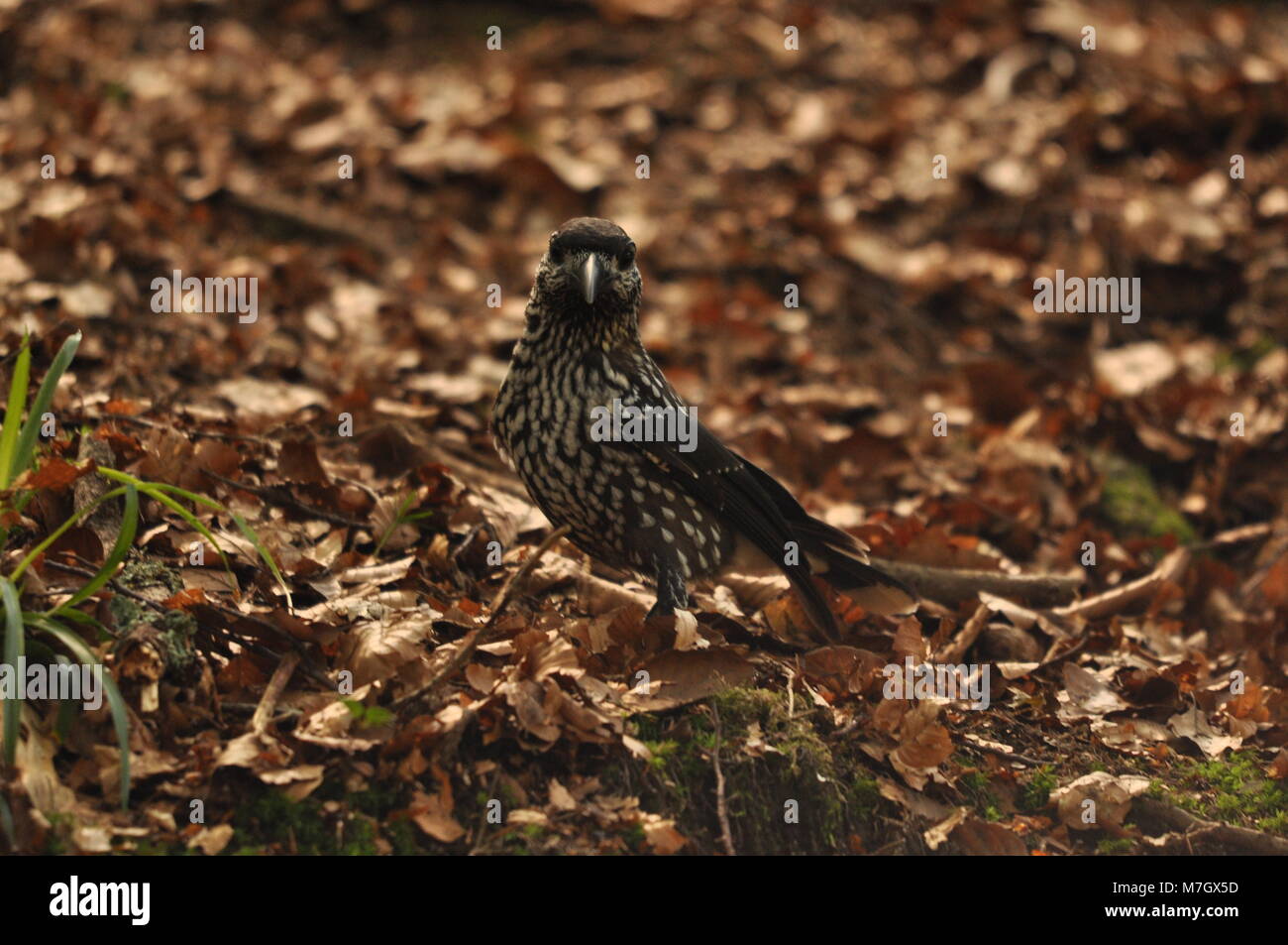 Nussknacker (Nucifraga caryocatactes), der auf dem Waldboden auf Nahrungssuche geht, mit Blick auf die Kamera. Aufgenommen an den Triberg Wasserfällen, dem Schwarzwald, Deutschland. Stockfoto