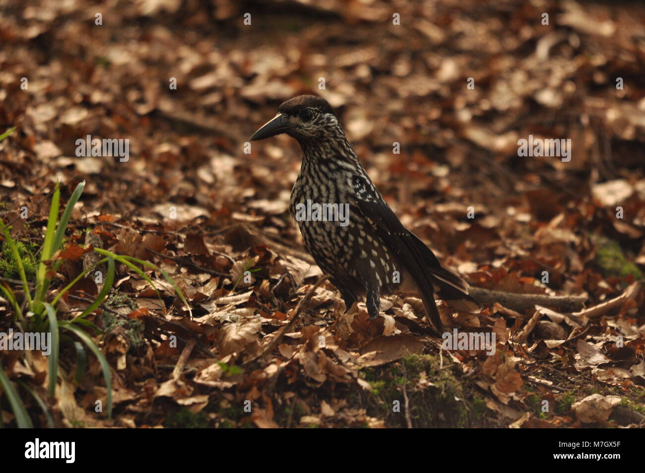 Nussknacker (Nucifraga caryocatactes) auf dem Waldboden, seitlich zu sehen. Aufgenommen an den Triberg Wasserfällen, dem Schwarzwald, Deutschland. Stockfoto