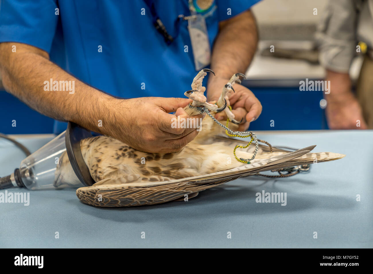 Abu Dhabi, VAE - Jan 11, 2018. Ein Falke auf einem Labortisch nach der Narkose untersucht. Stockfoto