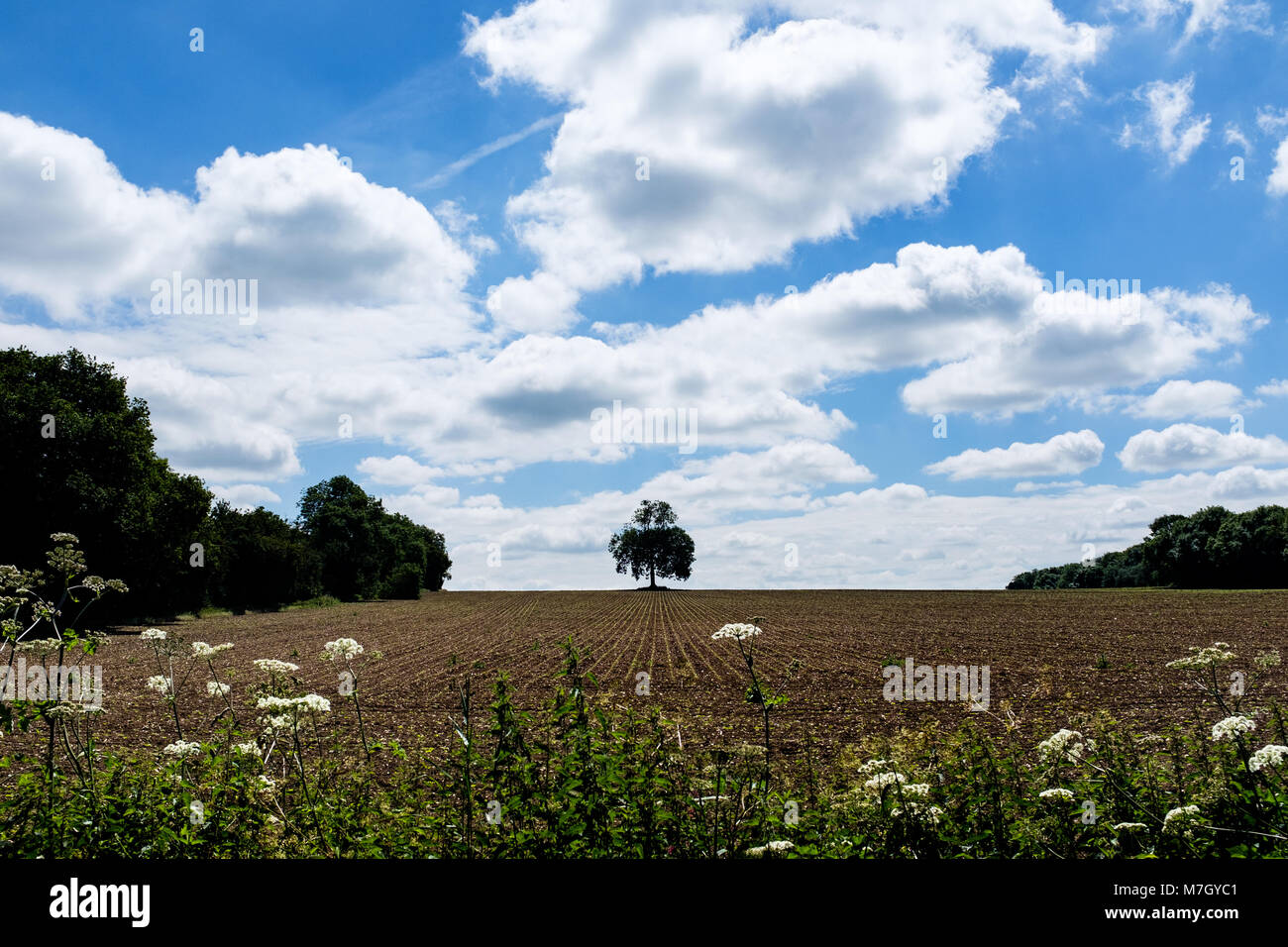 Einsamer Baum auf einem Bauernfeld Trent Park LONDON UK Stockfoto