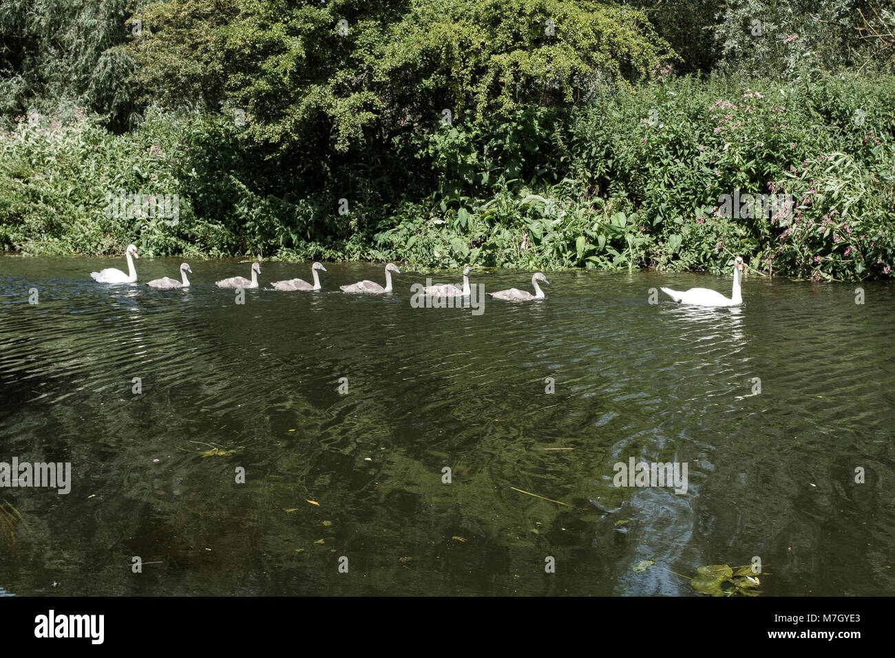Mutter und Vater Schwäne mit Ihrer cygnets Gleiten entlang des Flusses Lea in Hertfordshire, Großbritannien Stockfoto