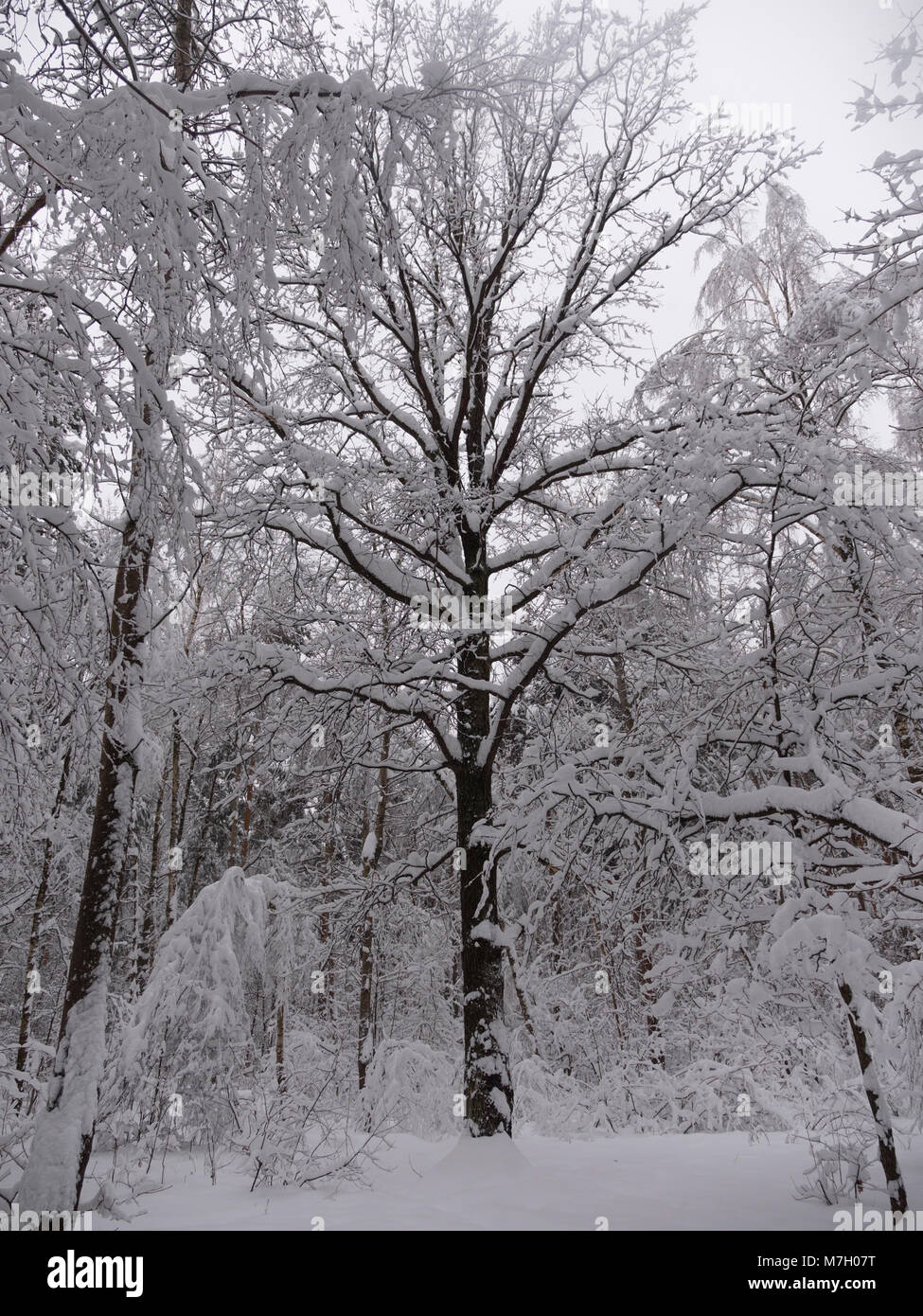 Winter Natur an einem frostigen sonnigen Tag. Stockfoto