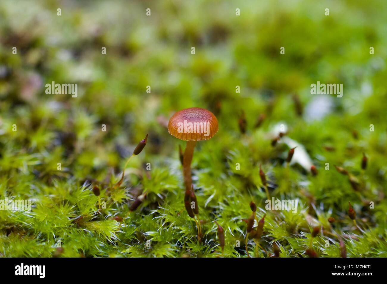 'Micro' cogumelo no Meio de musgo Stockfoto