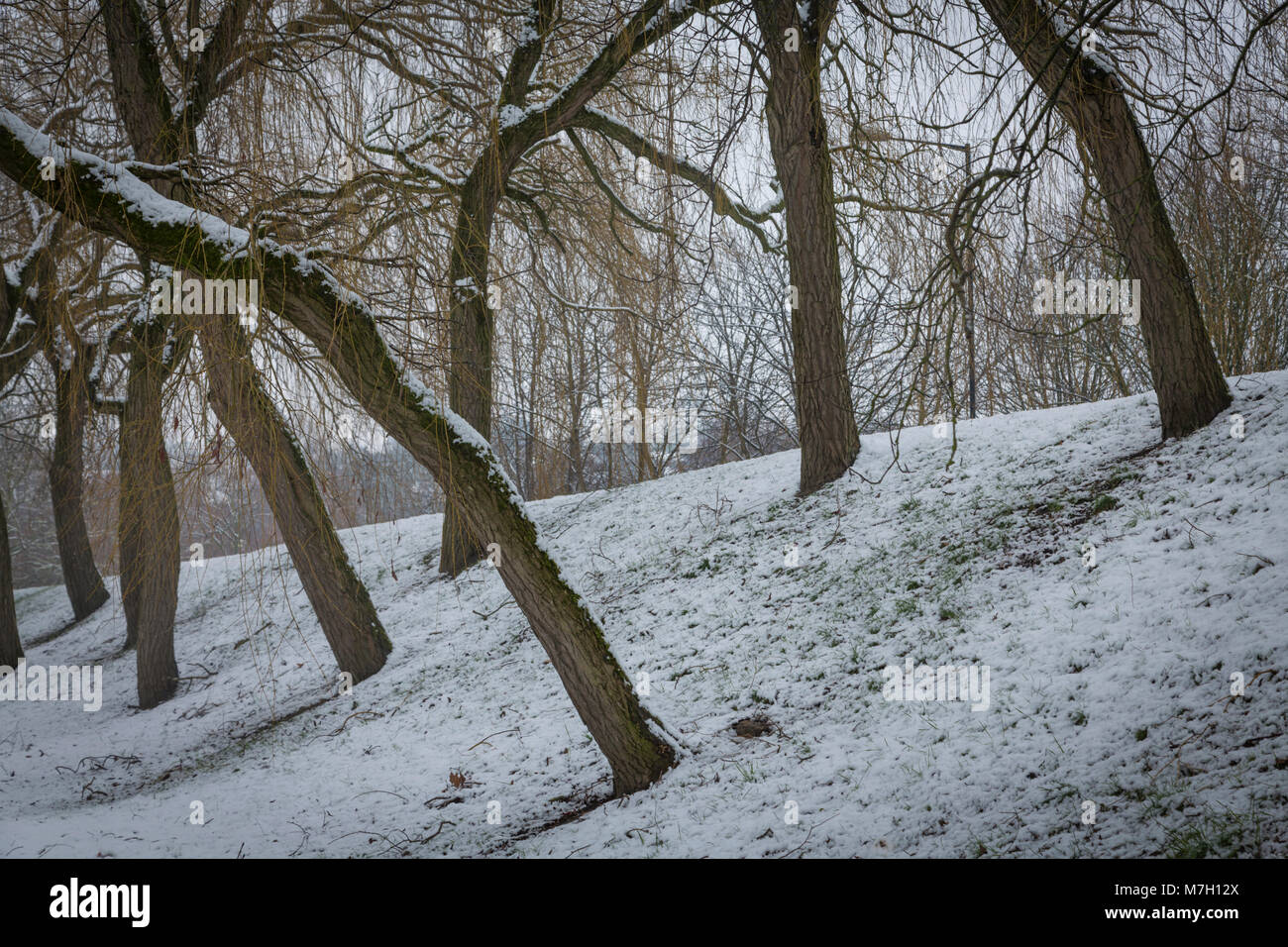 Allee Der Bäume Des Jahres Gepflegte allee -Fotos und -Bildmaterial in hoher Auflösung – Alamy