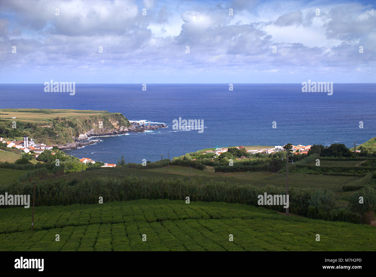 Cha Porto formoso, Kaffee Plantage, Insel Sao Miguel, Azoren, Portugal  Stockfotografie - Alamy