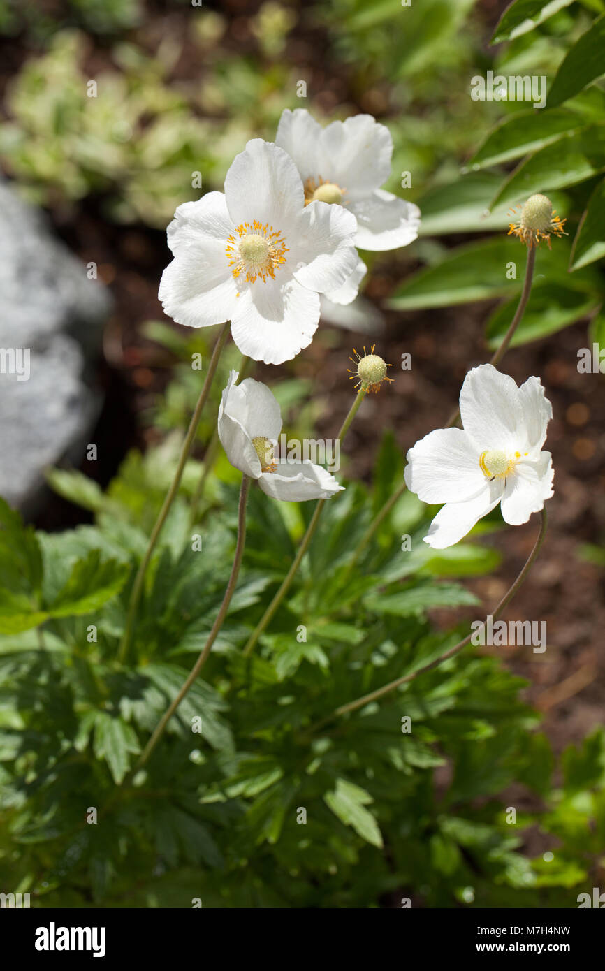 Schneeglöckchen, Anemonen, Tovsippa (Anemone sylvestris) Stockfoto