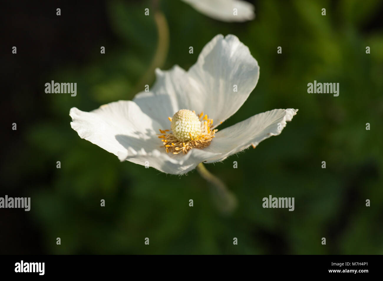 Schneeglöckchen, Anemonen, Tovsippa (Anemone sylvestris) Stockfoto