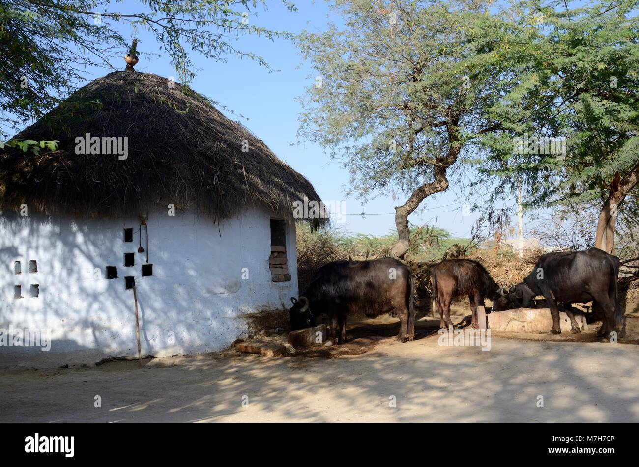 Strohgedeckten Hütte und Rinder leben in einem Bishnoi Dorf für den Schutz der wild lebenden Tiere und Bäume renommierten jodhpir Rajasthan Indien Stockfoto