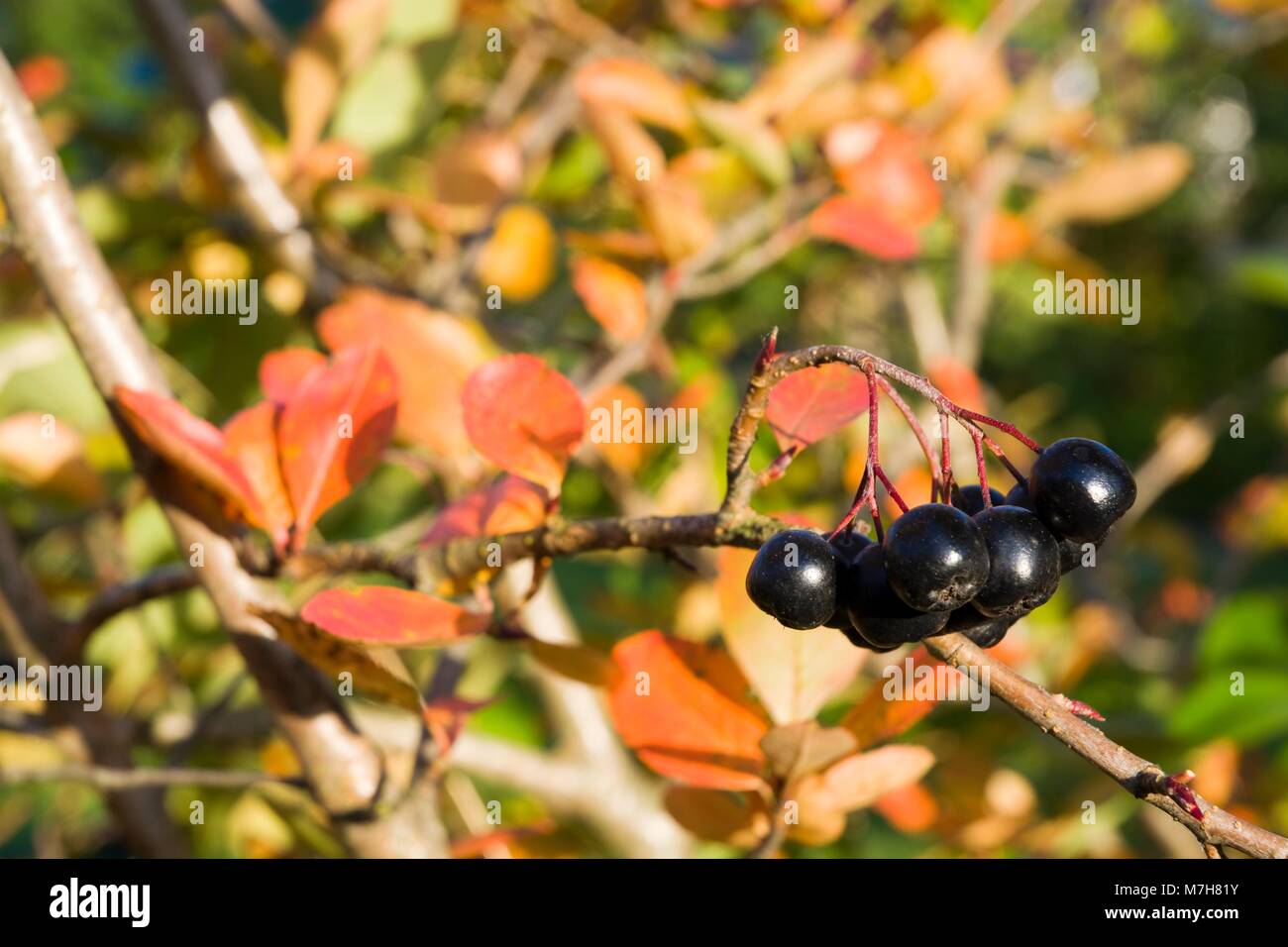 Reife aronia beeren auf dem busch aronia melanocarpa Fotos und