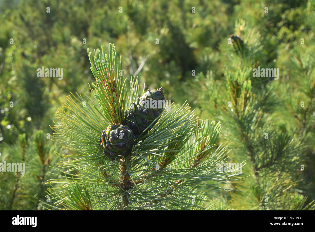 Pinus Pumila Bäume, Berge an der Kolyma Highway nördlich der Stadt Iagodnoie. Stockfoto