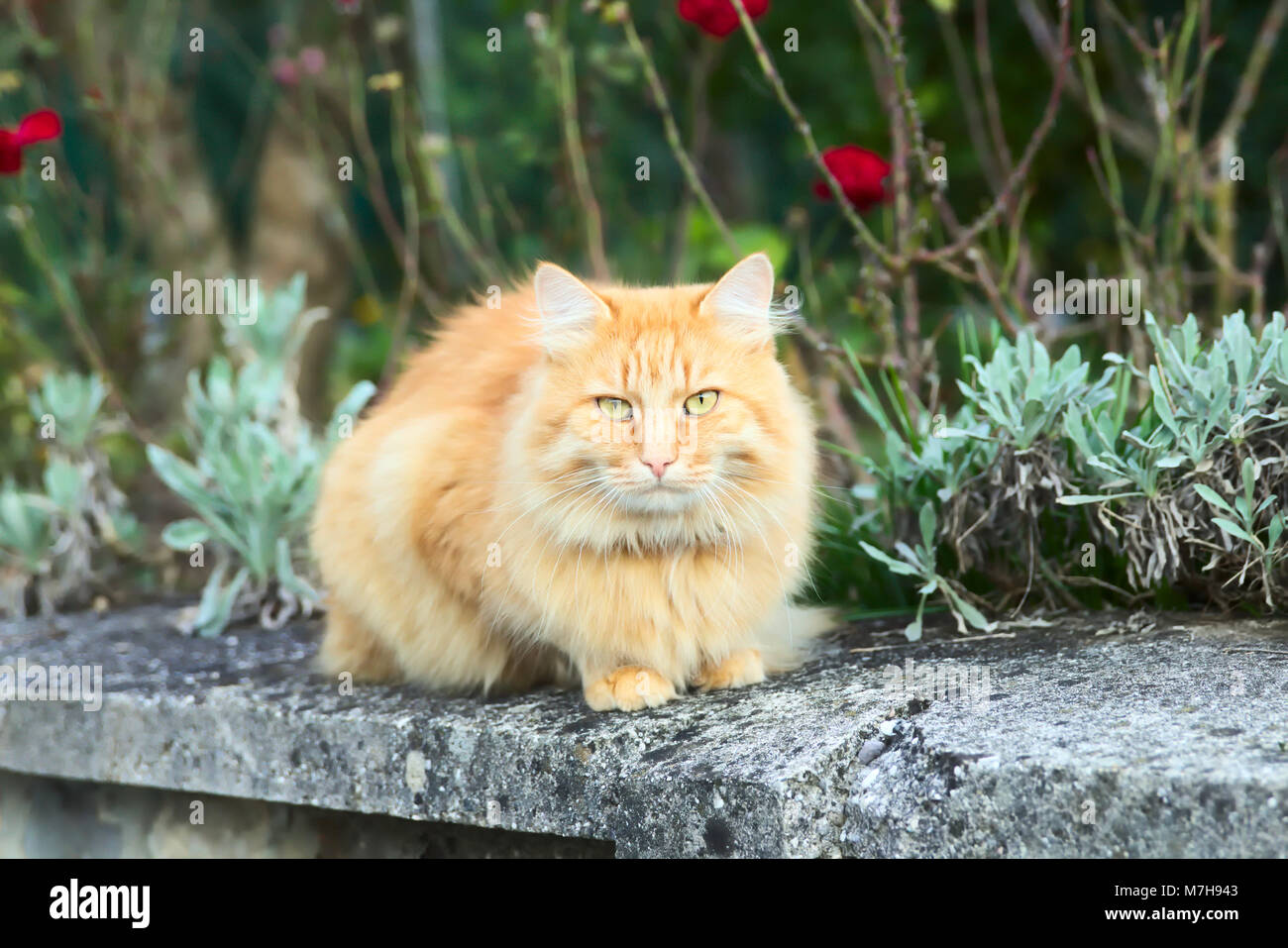 Die orangefarbene Katze sitzt draußen an der Wand und schaut auf die Kamera Stockfoto