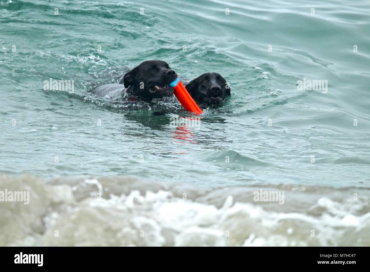 Zwei große, schwarze Hunde spielen bei Hund Strand Stockfoto