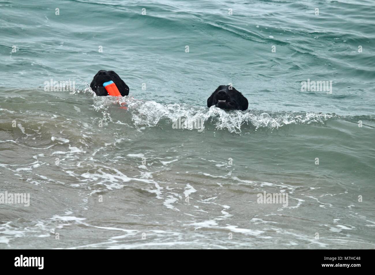 Zwei große, schwarze Hunde spielen bei Hund Strand Stockfoto