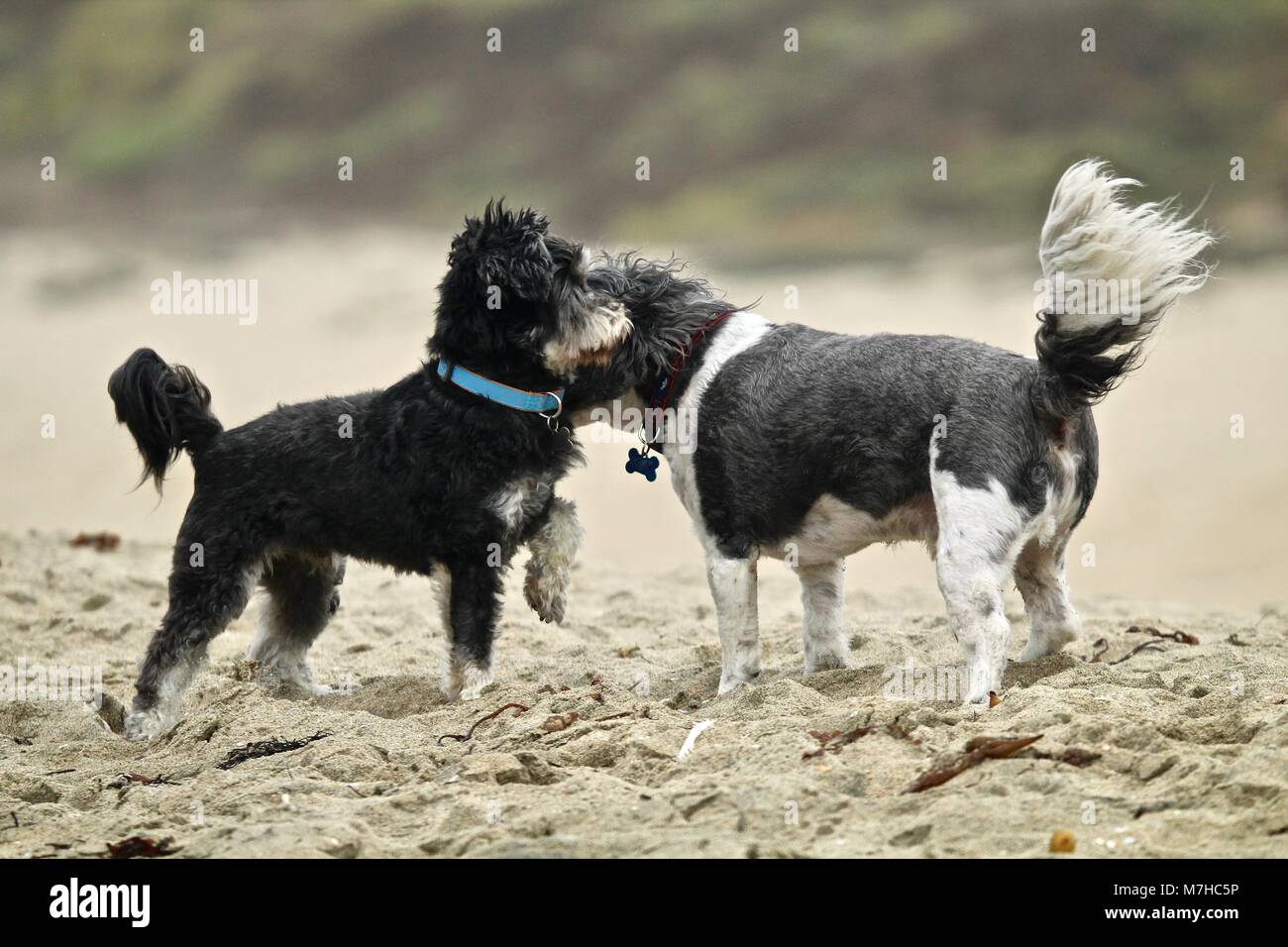 Kleine Hunde treffen am Strand Stockfoto