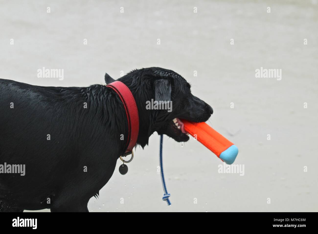 Schwarzer Schäferhund spielen holen im Ozean Stockfoto