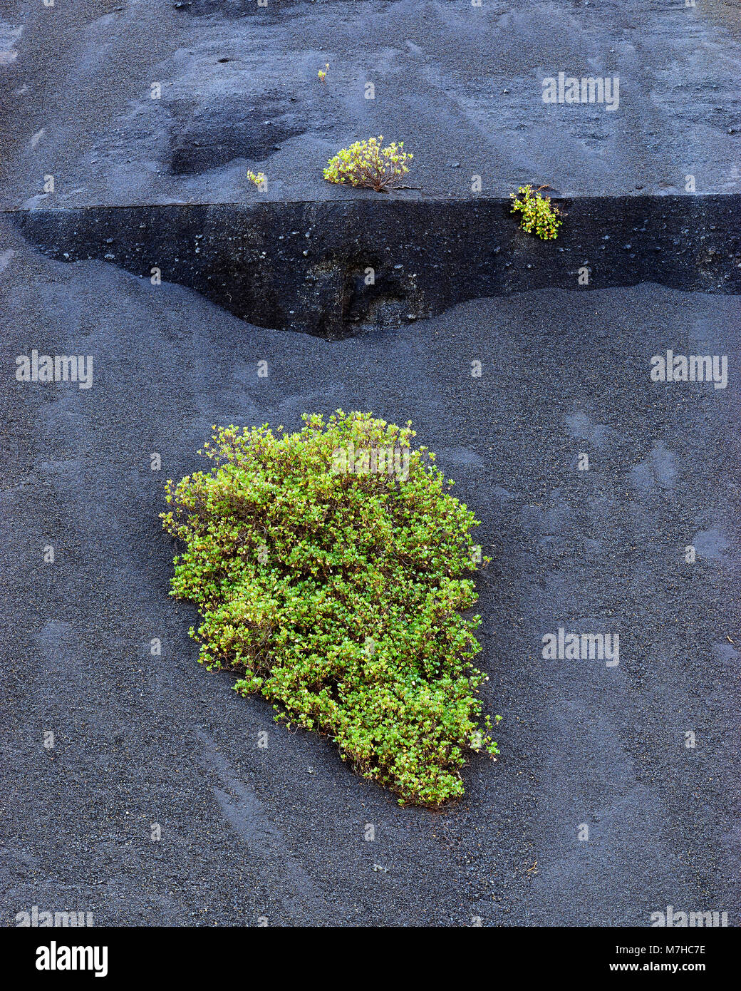 Stillgelegte Asche Steinbruch, in der Nähe von ihr, Lanzarote, Kanarische Inseln, Spanien. Die schwarze Asche wird als Mulch verwendet Stockfoto