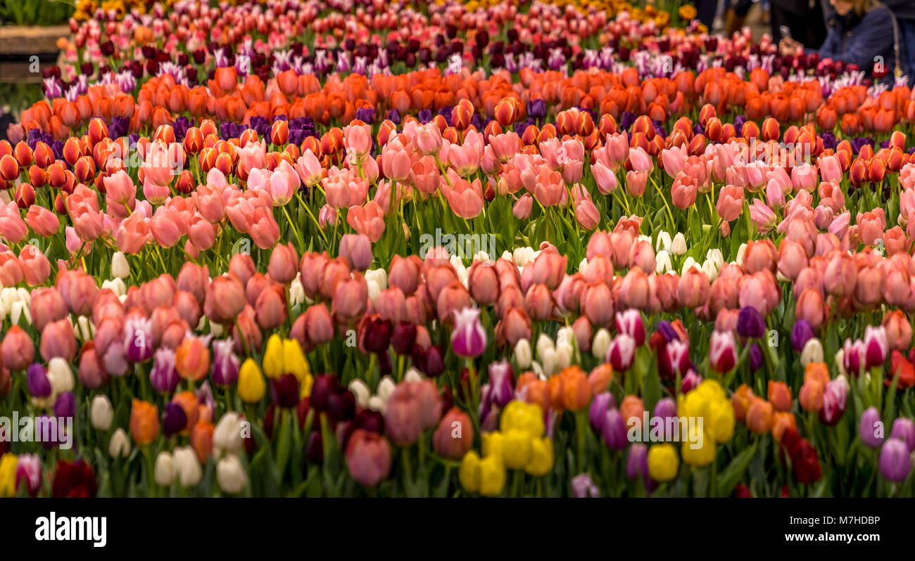 Schönen Bereich der Tulpen mit verschiedenen Farben Stockfoto