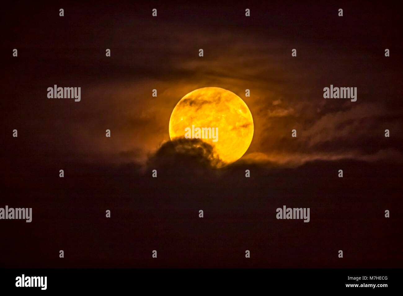 Der goldgelbe Harvest Moon Rising durch niedrige Wolken. Stockfoto
