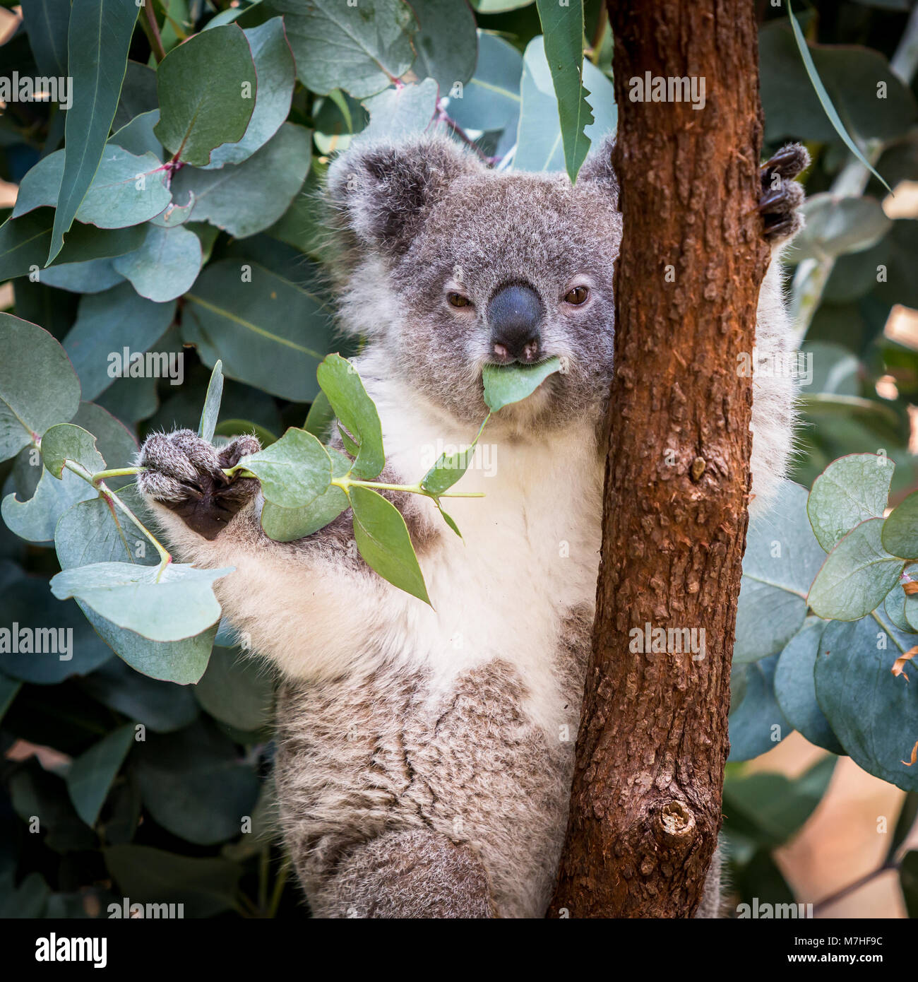 Koala Essen gum Baum Blätter Stockfoto