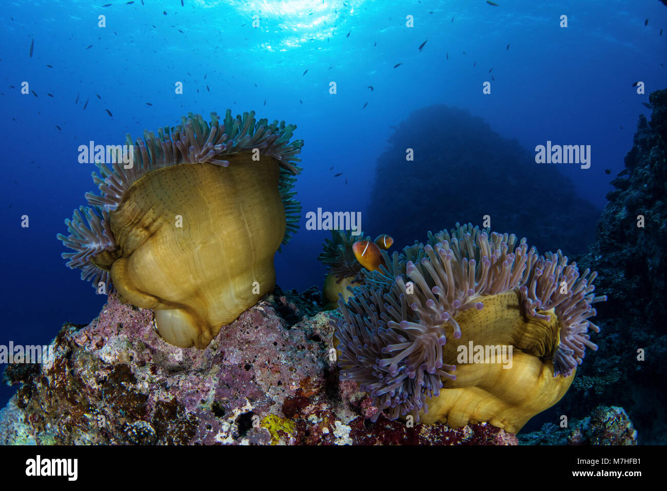 Die Anemone close-up in der Nacht zu füttern, Kadavu Island, Fidschi. Stockfoto