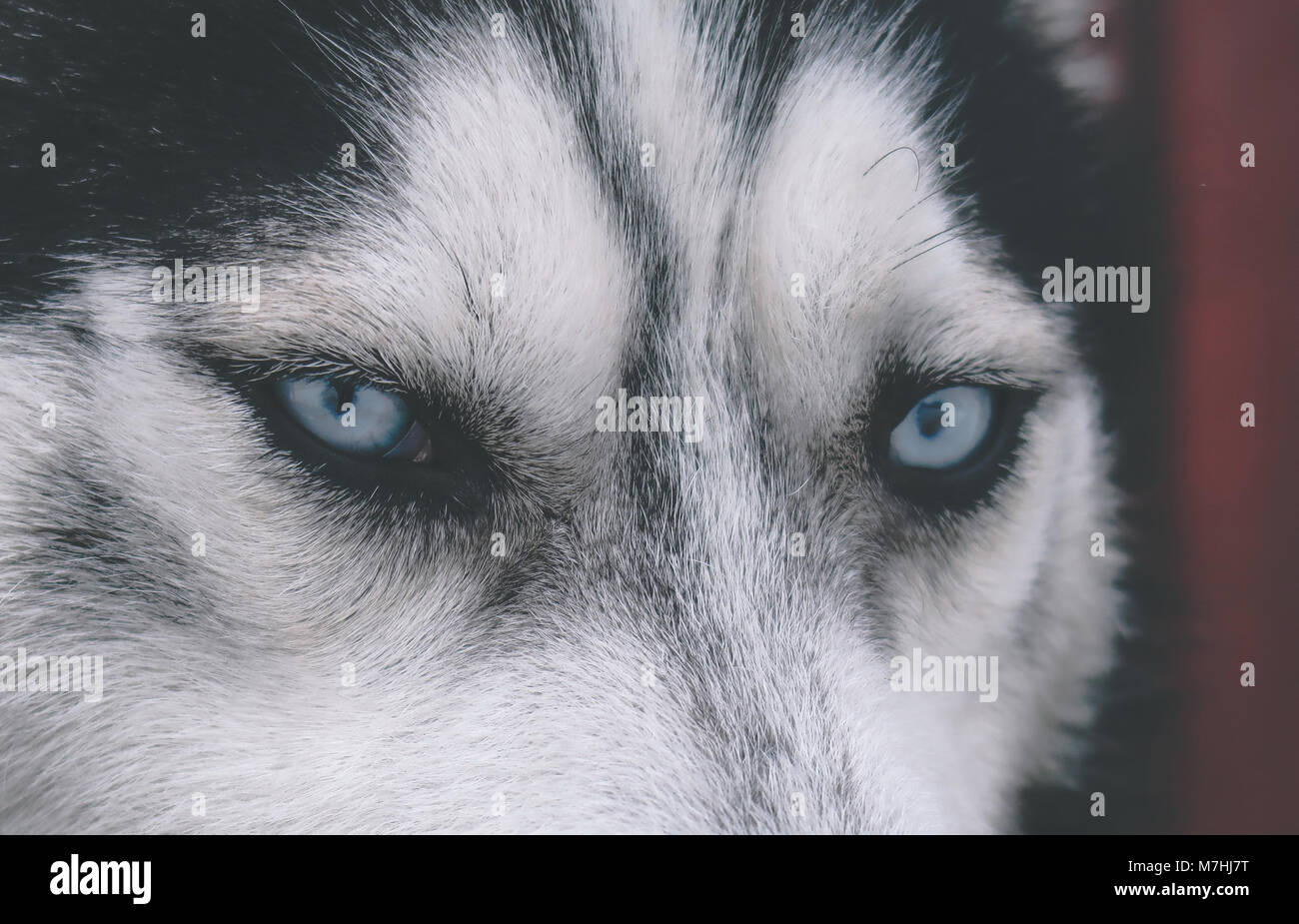 Husky-Augen Stockfoto