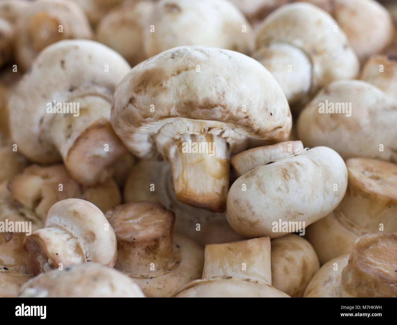 Rohe Pilze champignon Close-up geschält. Selektiver Fokus Stockfoto