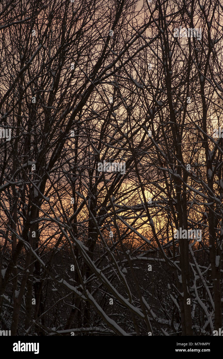 Schnee überzogene Zweige für Wälder schweren Schnee fallen im schwindenden Licht der bedrohenden Sonnenuntergang und stürmischen bewölkt, Schnee, Wolken, vor allem Asche und Platanen Stockfoto