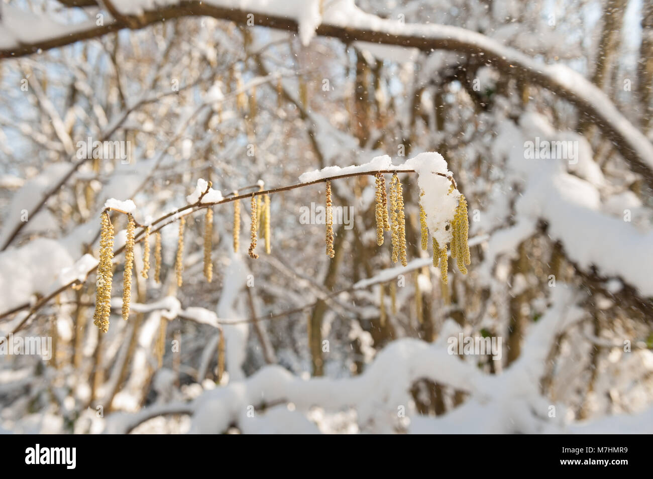 Palmkätzchen von Haselnuss, Corylus avellana, die sich als Cluster mit schönen Schnee überzogen alten Britischen Waldland in dappled Sonnenschein als Schneefall Stockfoto