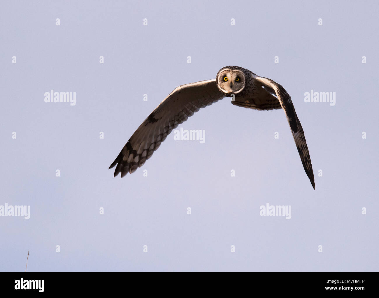 Eine wilde Short Eared Owl (Asio Flammeus) im Flug geradeaus in Richtung Kamera schaut, Gloucestershire Stockfoto
