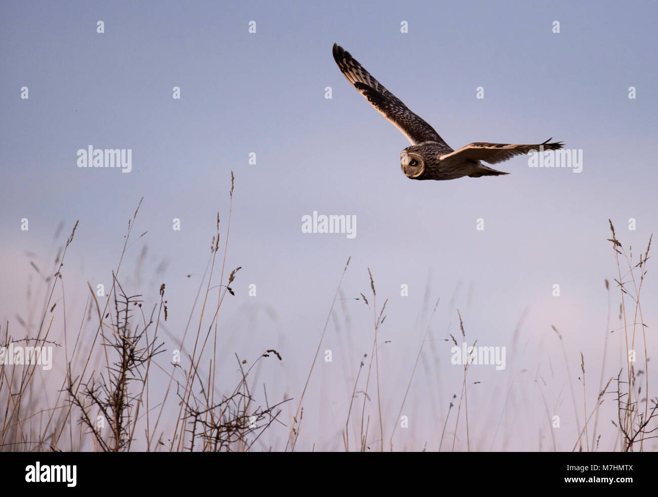 Eine wilde Short Eared Owl (Asio Flammeus) im Flug auf der Suche nach Beute, Gloucestershire Stockfoto