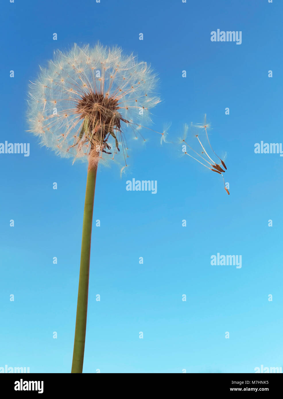 Löwenzahn Fallschirm Samen Wind Polination Stockfoto