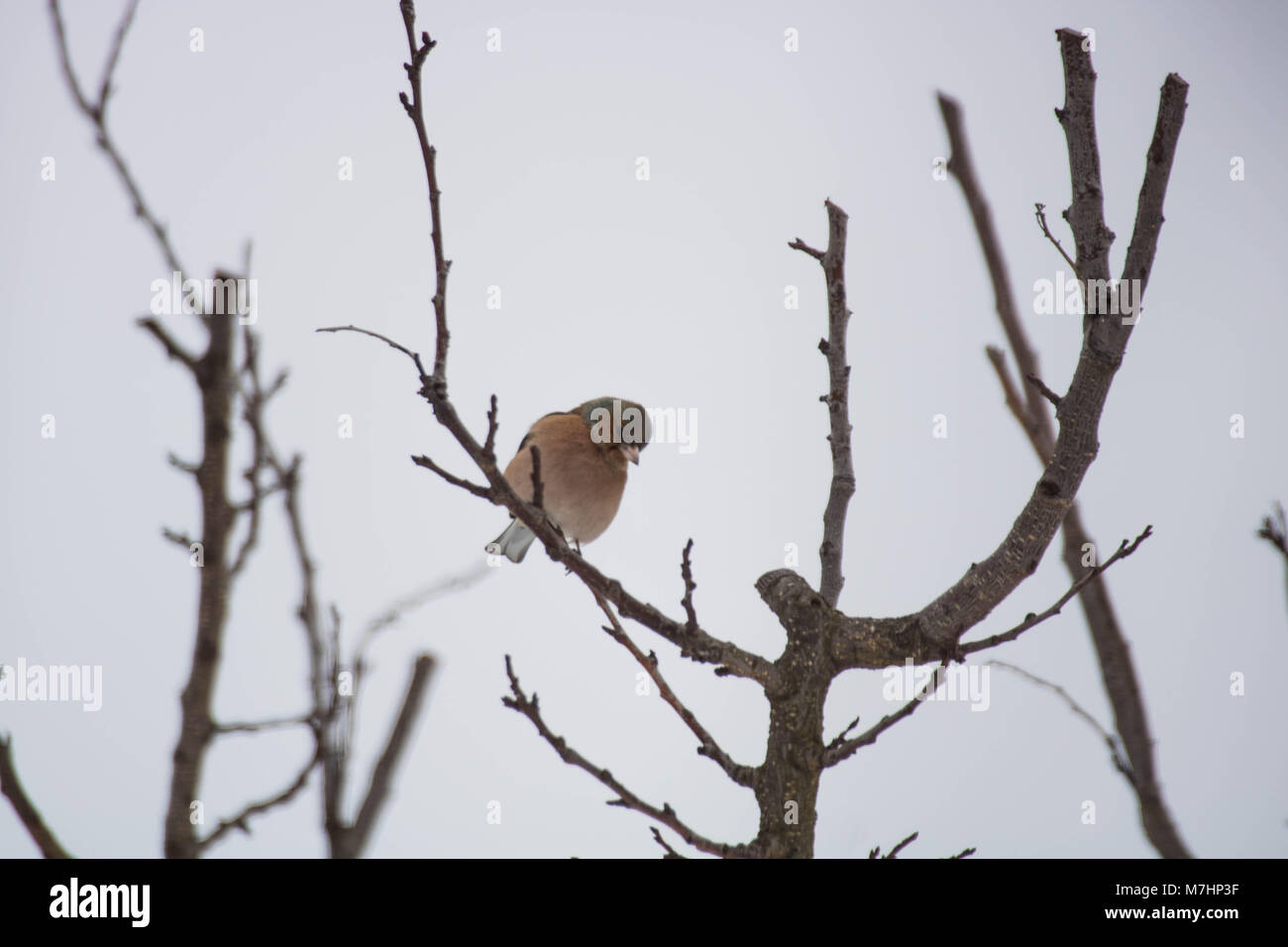 Vögel Stockfoto