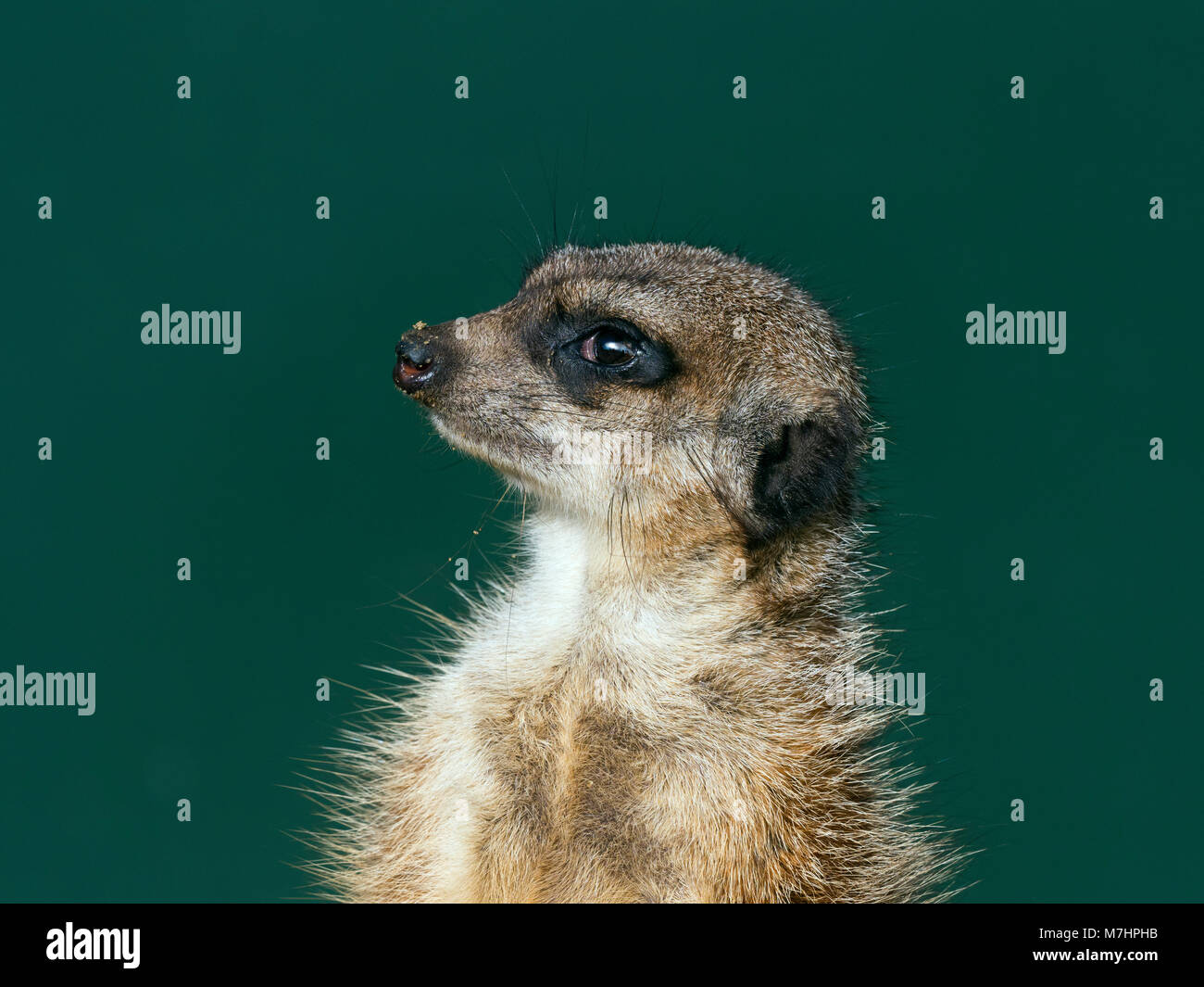 Erdmännchen oder erdmännchen Suricata suricatta Stockfoto