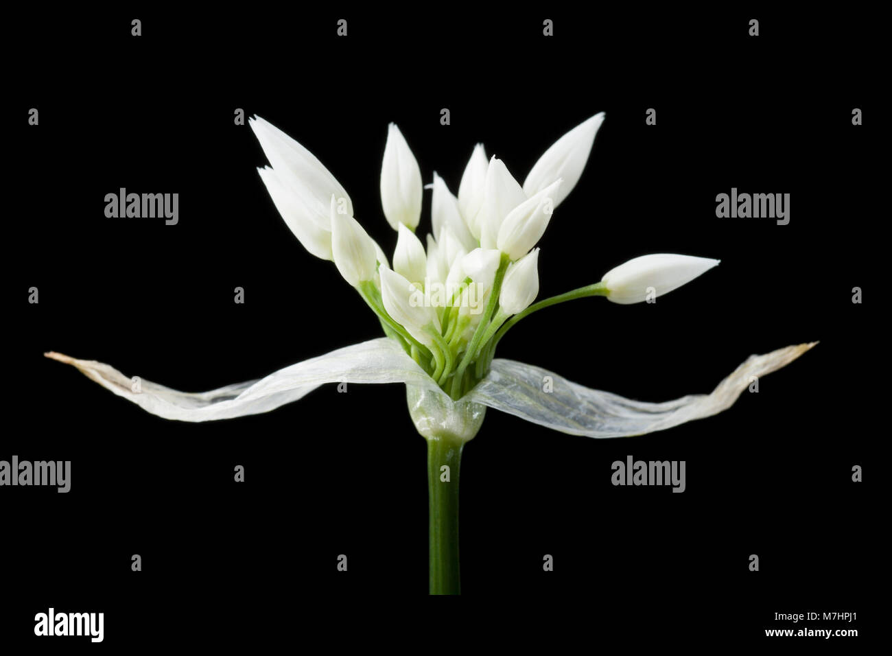 Bärlauch - Allium ursinum - Dorset England UK GB, fotografiert auf einem schwarzen Hintergrund. Stockfoto