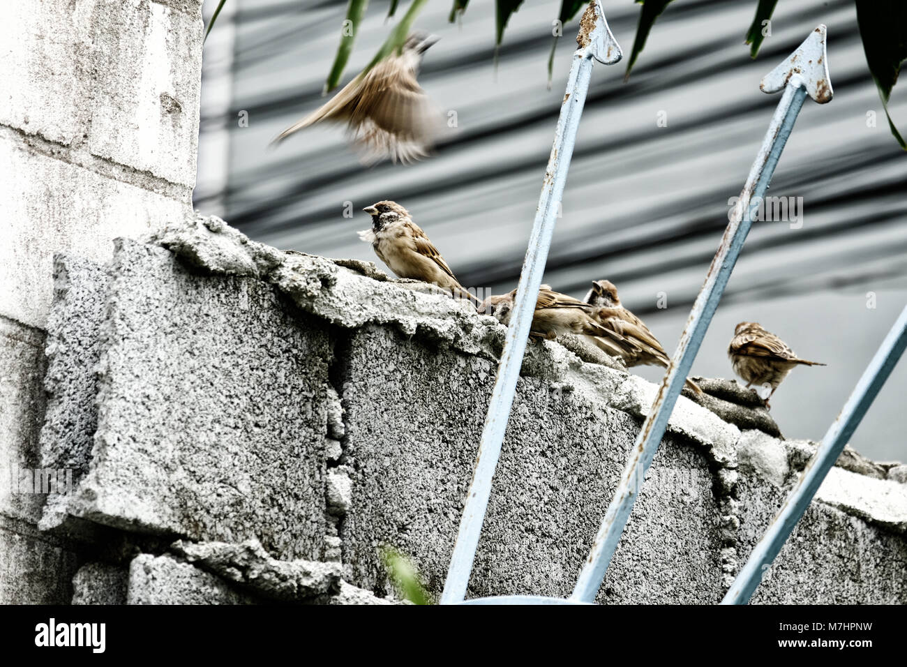 Die vier Braun sparrow Vögel an den konkreten Block Wand Stockfoto
