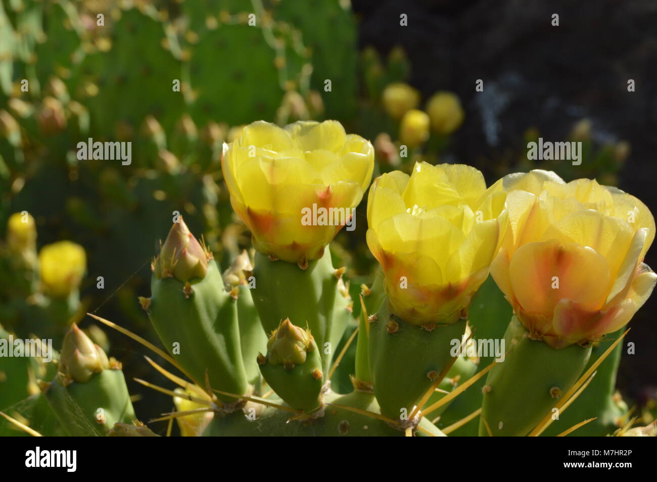 Gelb wilde Opuntia Kakteen Blume Nahaufnahme Stockfoto