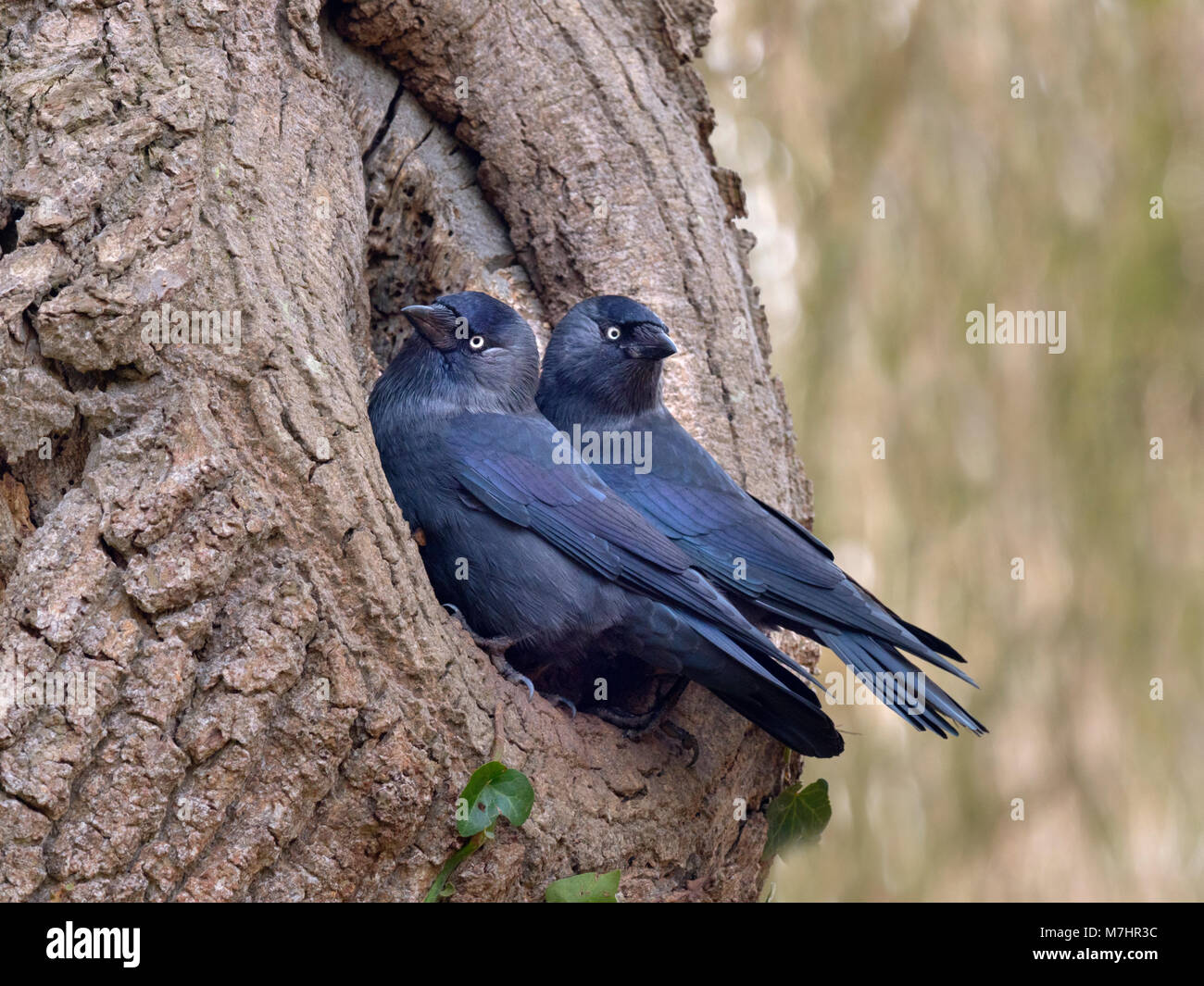 Dohle Corvus monedula ein Paar am Nistplatz im frühen Frühjahr Stockfoto