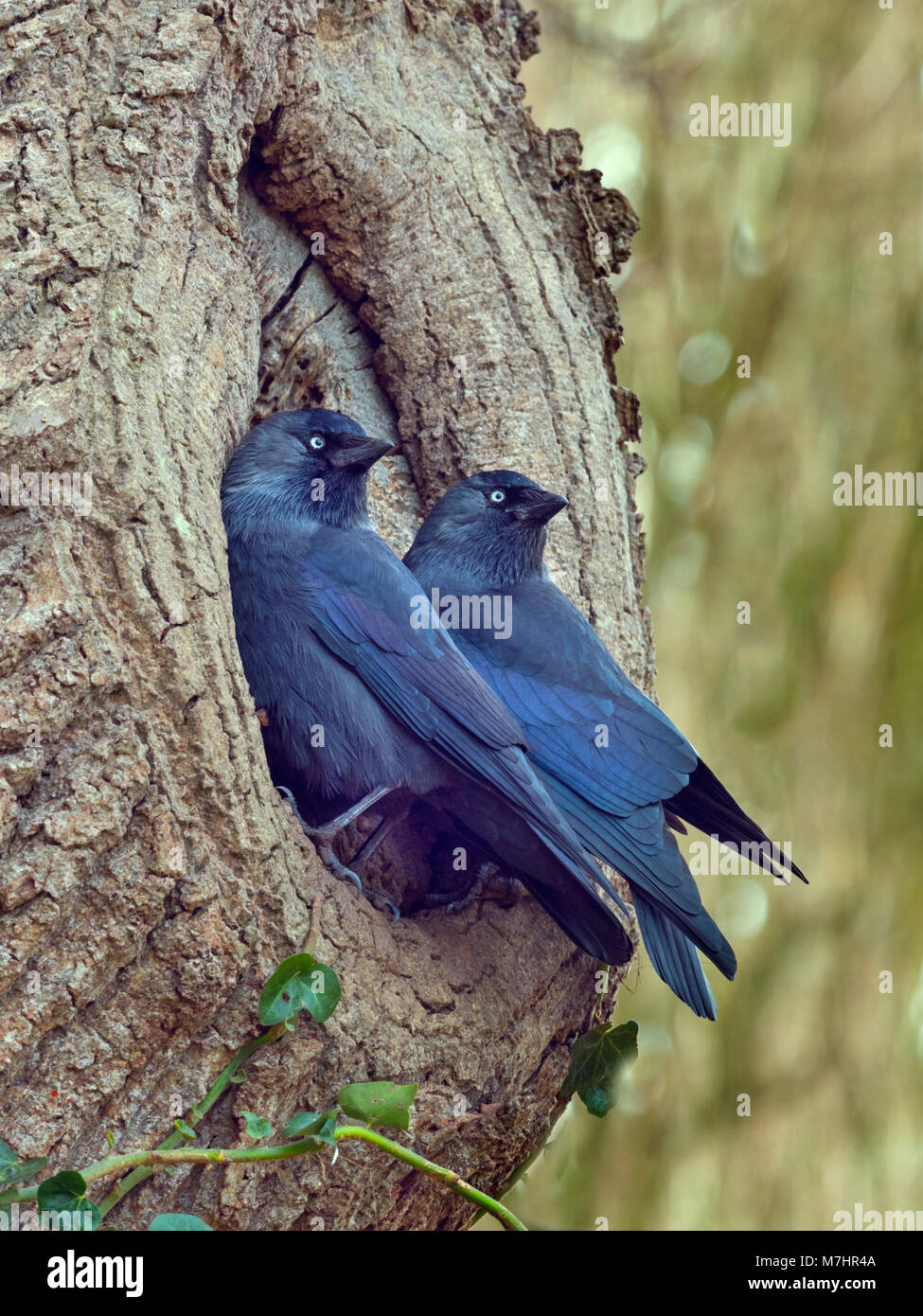 Dohle Corvus monedula ein Paar am Nistplatz im frühen Frühjahr Stockfoto