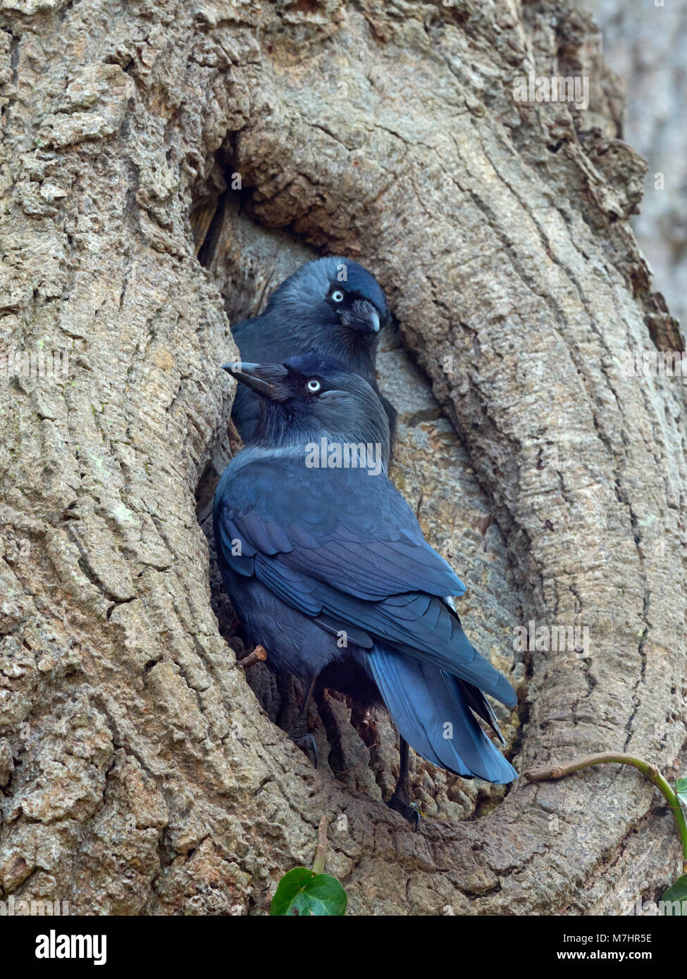 Dohle Corvus monedula ein Paar am Nistplatz im frühen Frühjahr Stockfoto