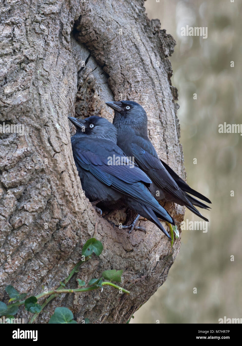 Dohle Corvus monedula ein Paar am Nistplatz im frühen Frühjahr Stockfoto