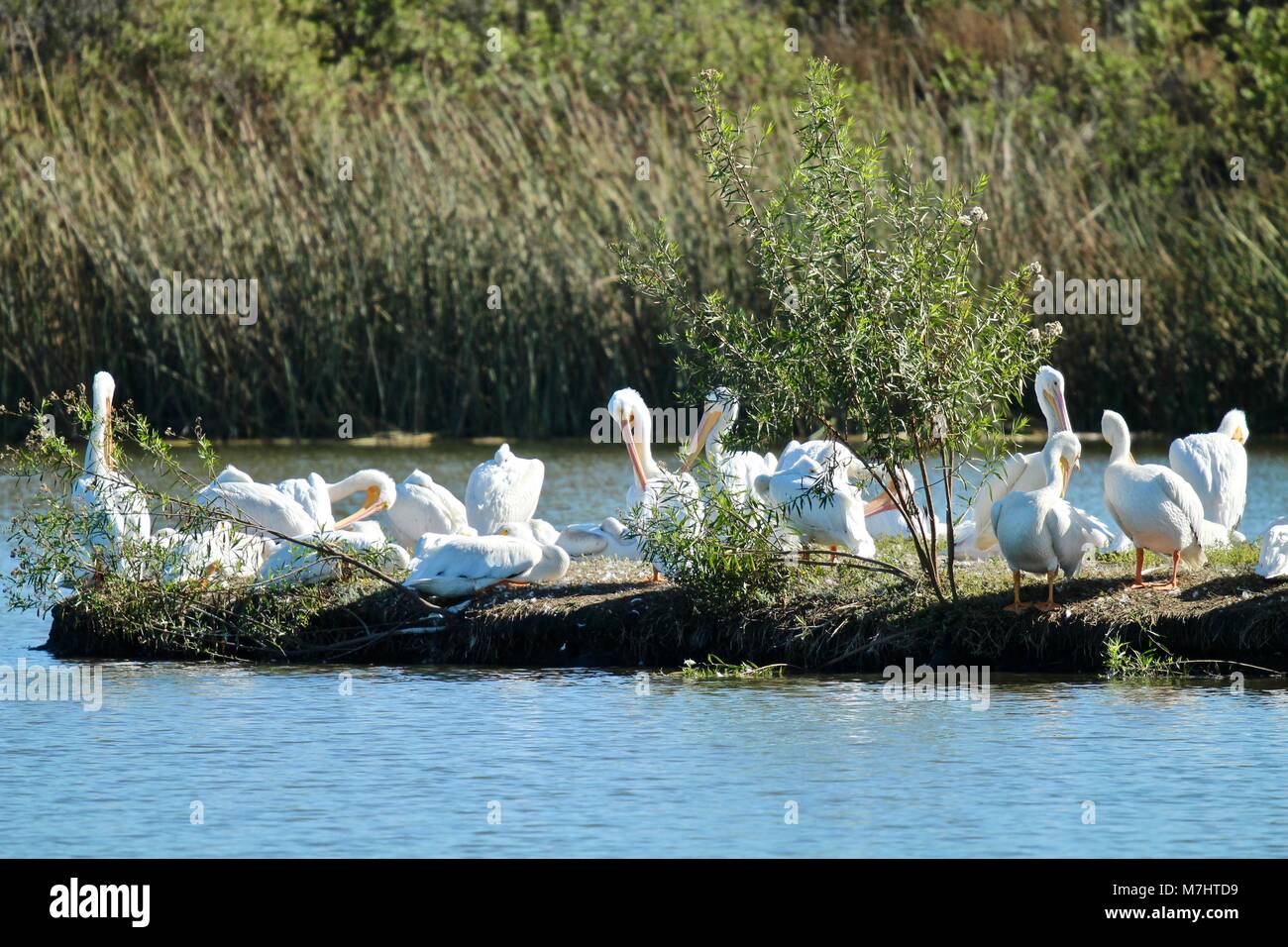 Weiße Pelikane Sitzen auf der Insel in den Feuchtgebieten Stockfoto