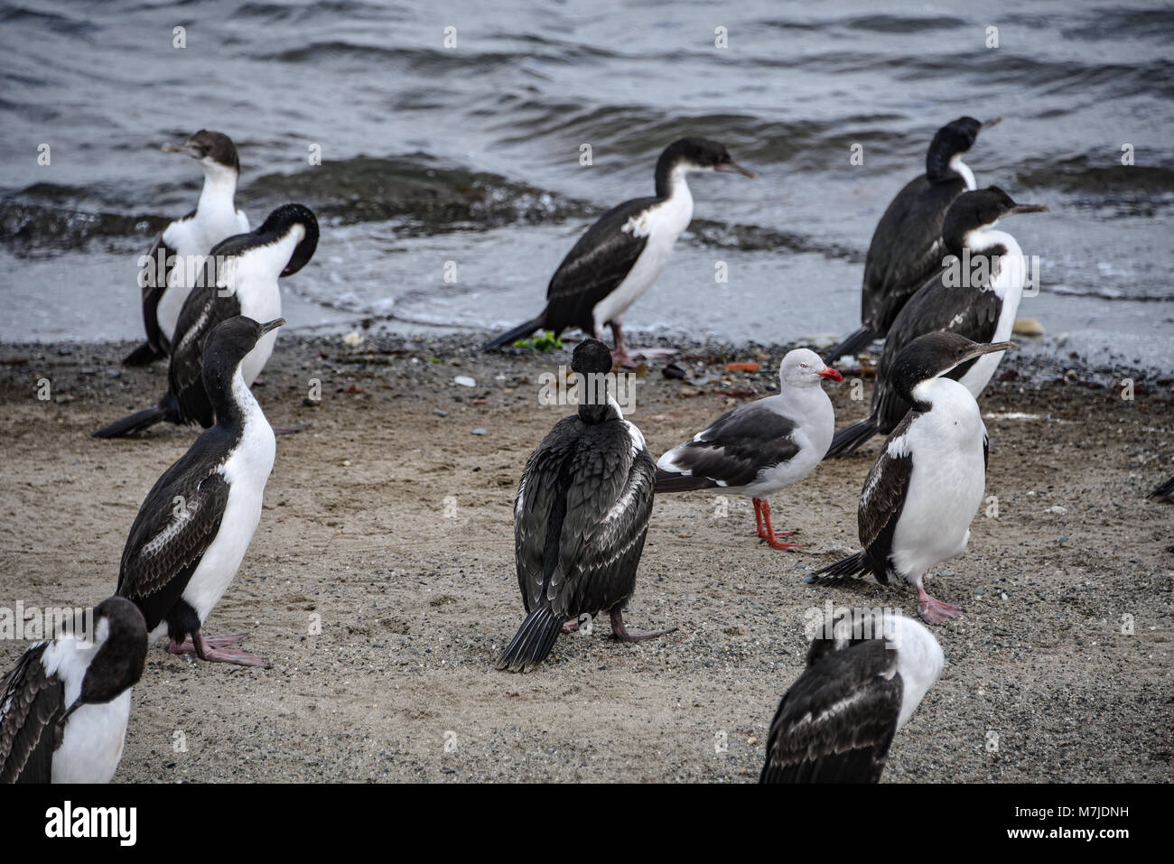 Herden der Kormorane und Möwen am Strand in Punta Arenas, Chile Stockfoto