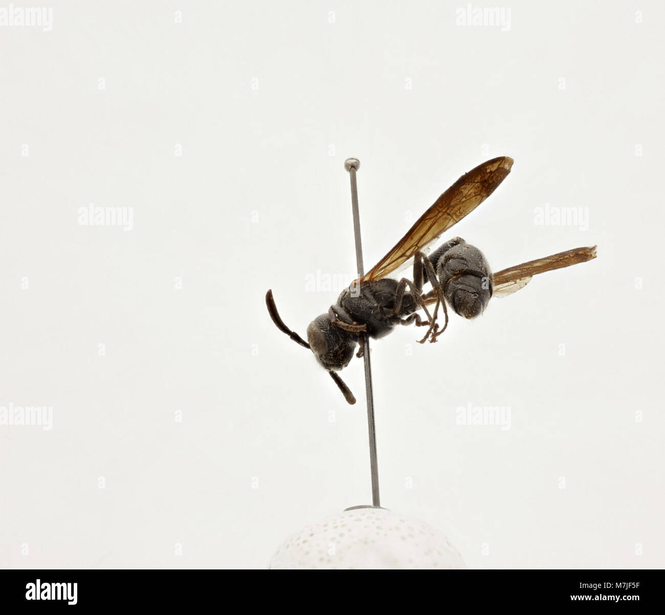 Zethus Zoosphere Abart (119 008) Stockfoto