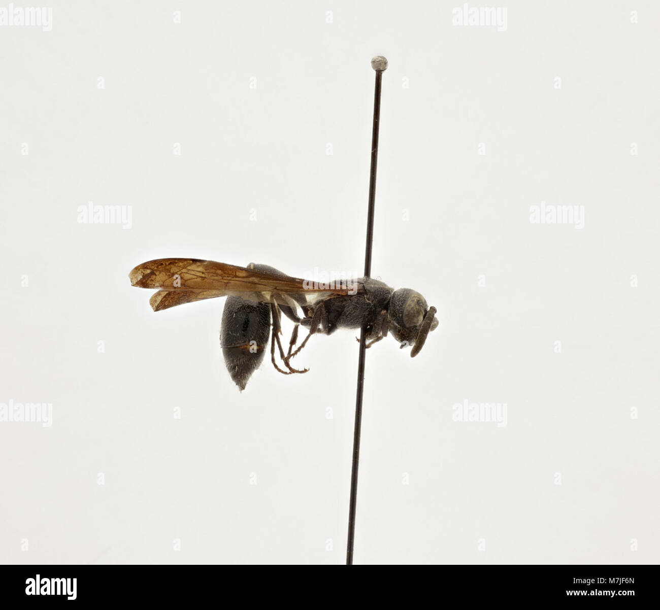 Zethus Zoosphere Abart (119 037) Stockfoto