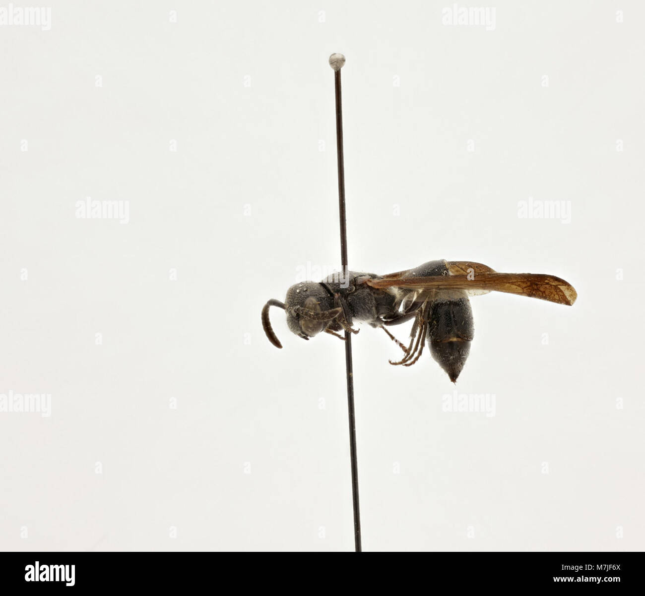 Zethus Zoosphere Abart (119 042) Stockfoto