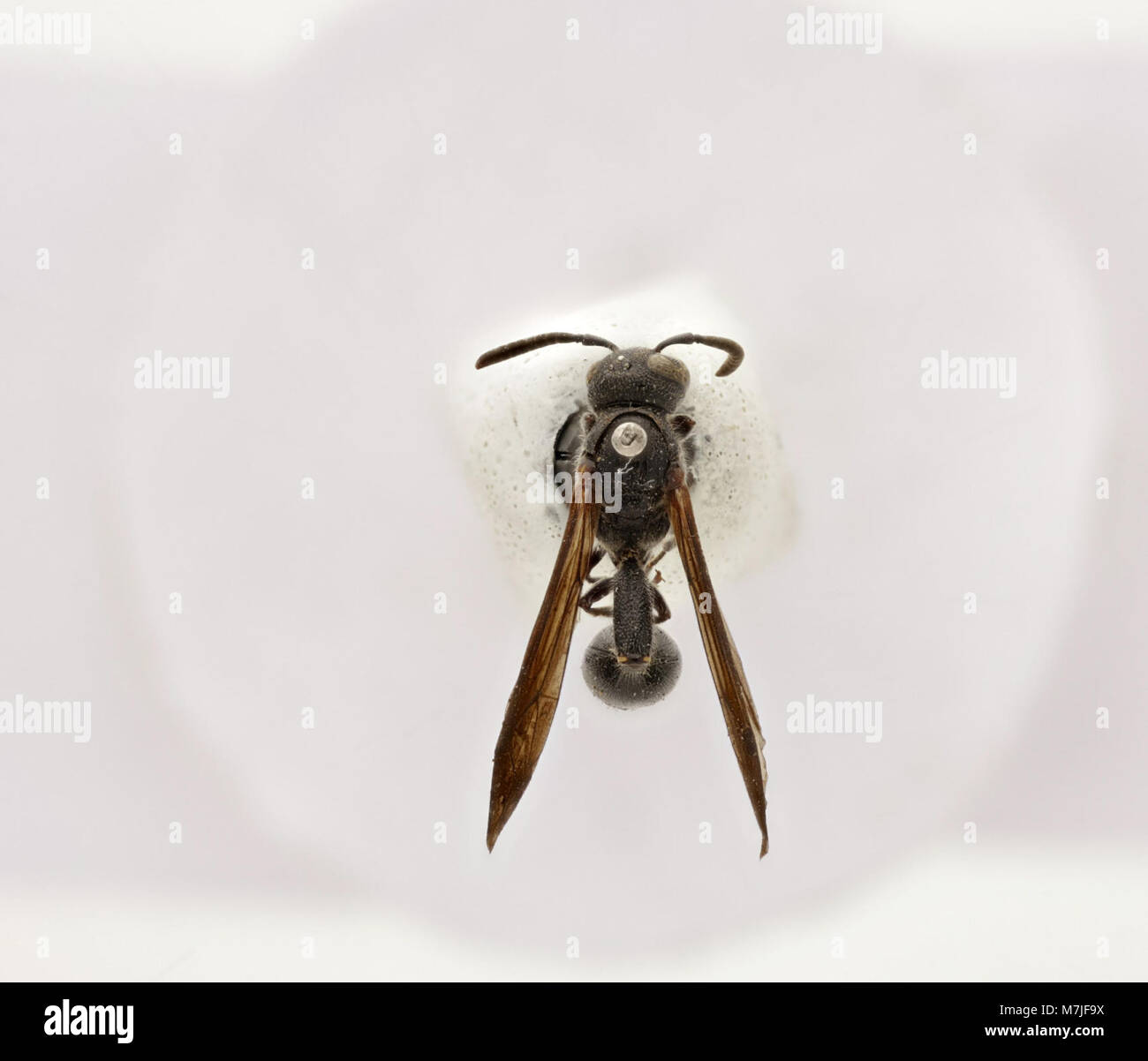 Zethus Zoosphere Abart (119 118) Stockfoto