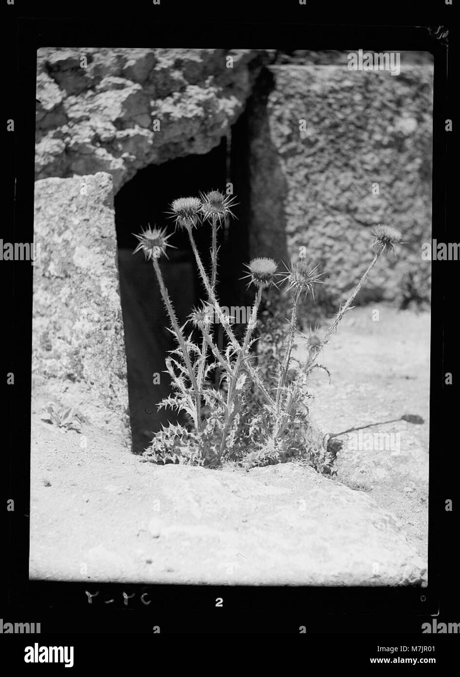 Dieses Bild zeigt die Milchdistel (Silybum Marianum), die auf dem Tempel des Bacchus in Baalbek (Libanon) wächst, was sowohl die botanische als auch die historische Bedeutung des Ortes veranschaulicht. Stockfoto